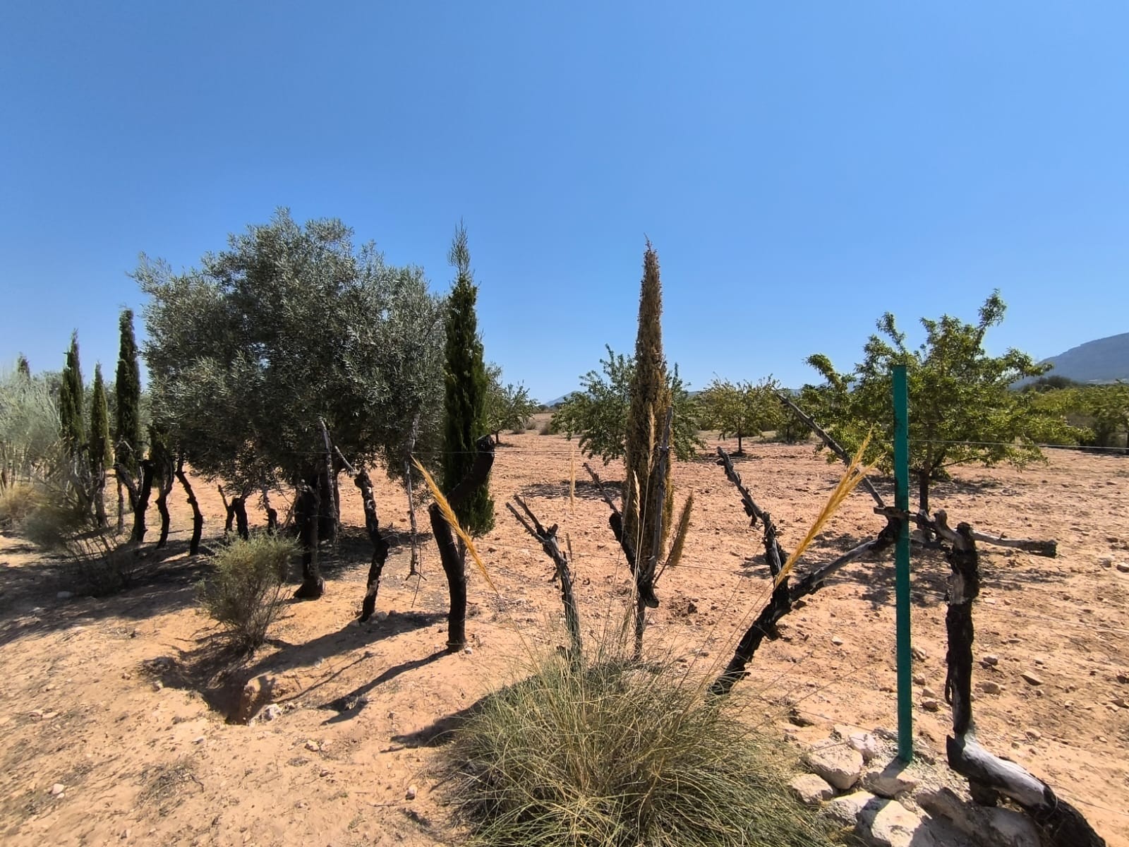 Finca Villena, Alicante, Spānijā 6 istabas, 606 m2 Nr. 131537