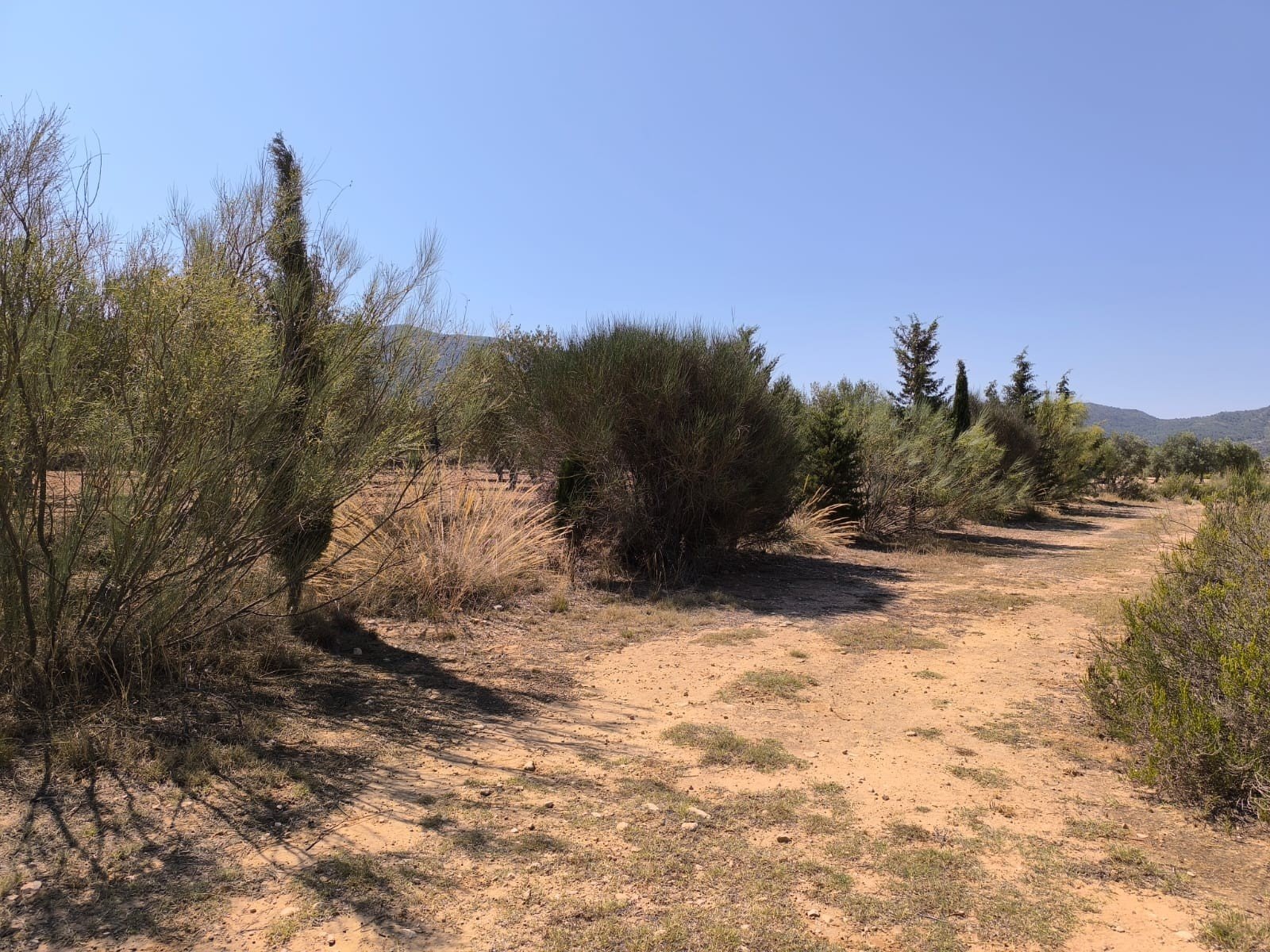 Finca Villena, Alicante, Spānijā 6 istabas, 606 m2 Nr. 131537