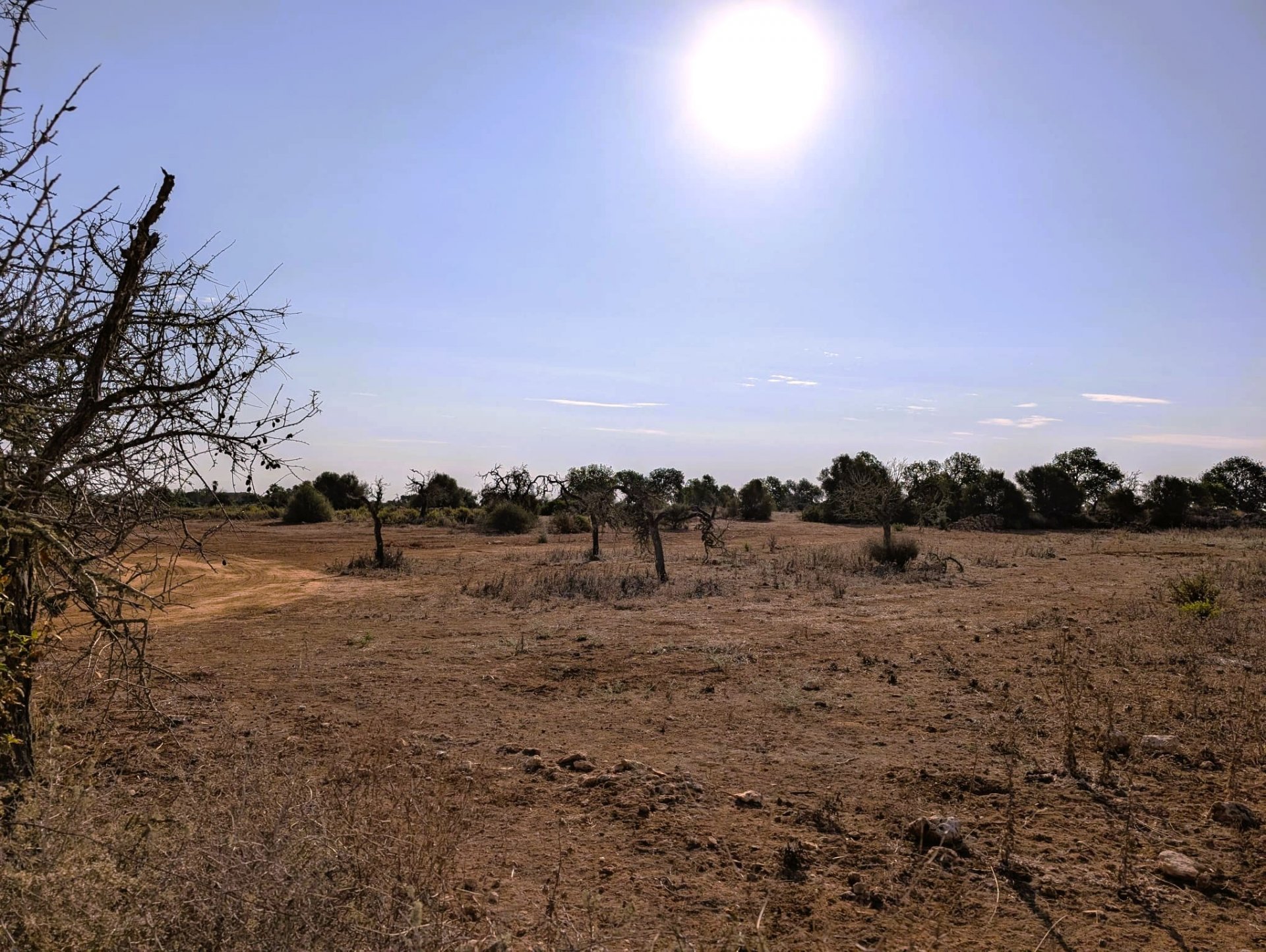 Land plot in Santanyi, Mallorca, Spain 14557 sq.m. No. 131032