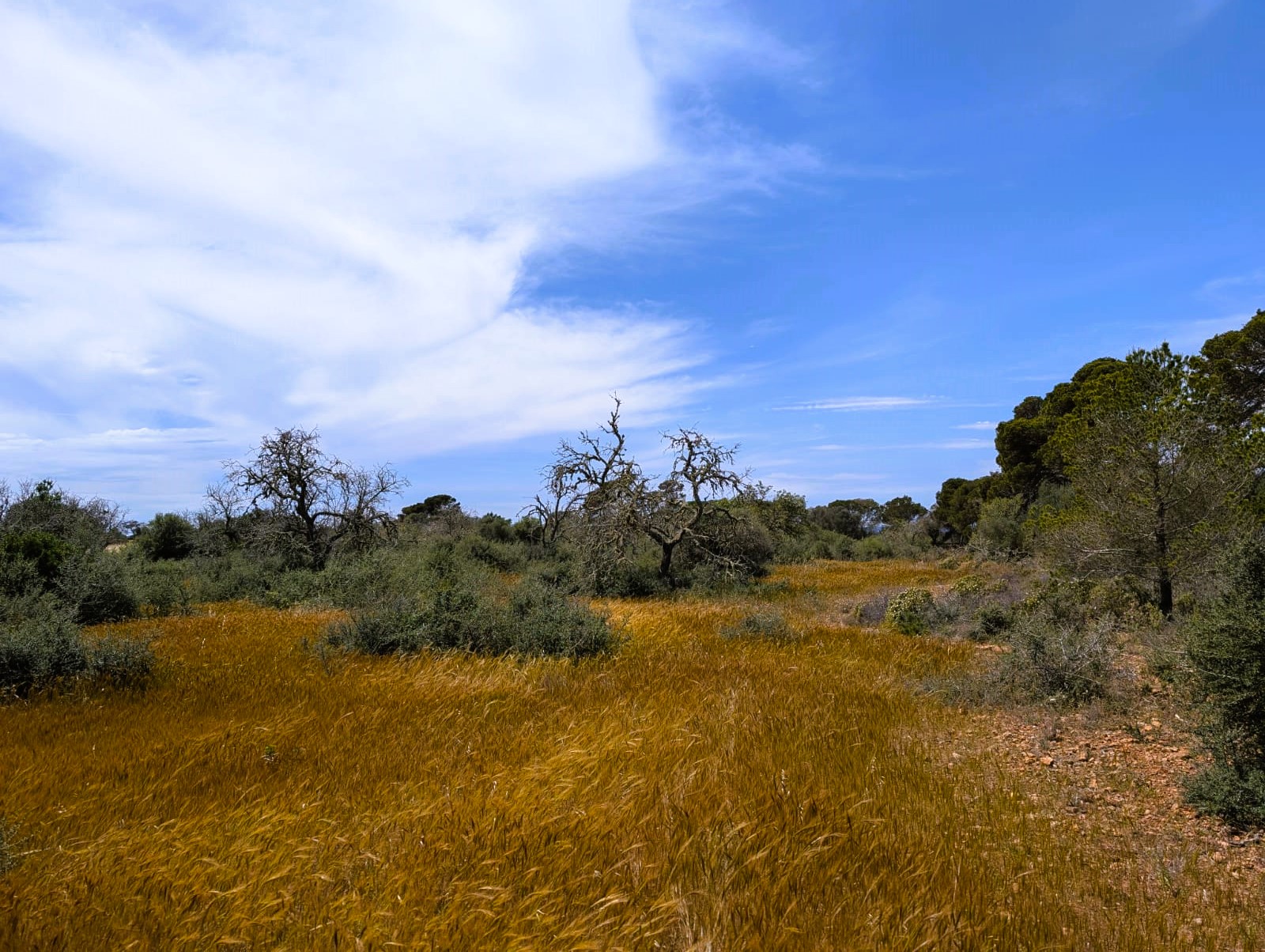Parcela en Ses Salines, Mallorca, España 19178 m2 No. 128193