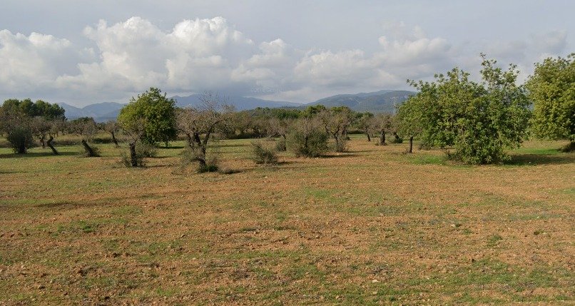 Terreno a Llucmajor, Mallorca, Spagna 14878 mq. N° 128252