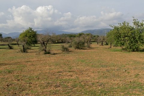 Land plot in Llucmajor, Mallorca, Spain 14878 sq.m. No. 128252